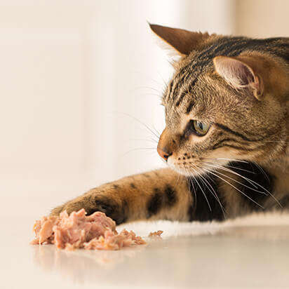 katzenfutter bubblenavibild